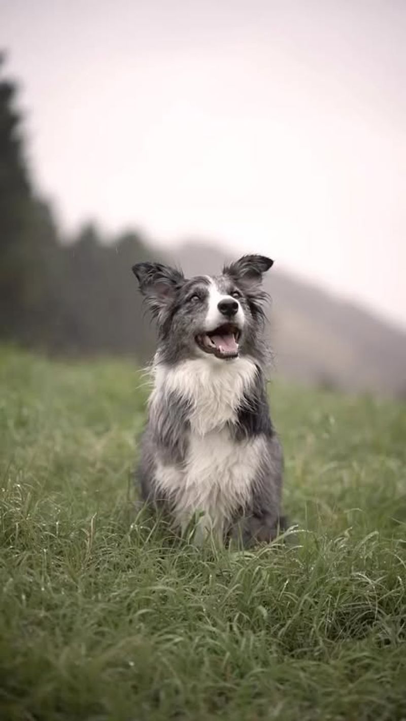 Border Collie