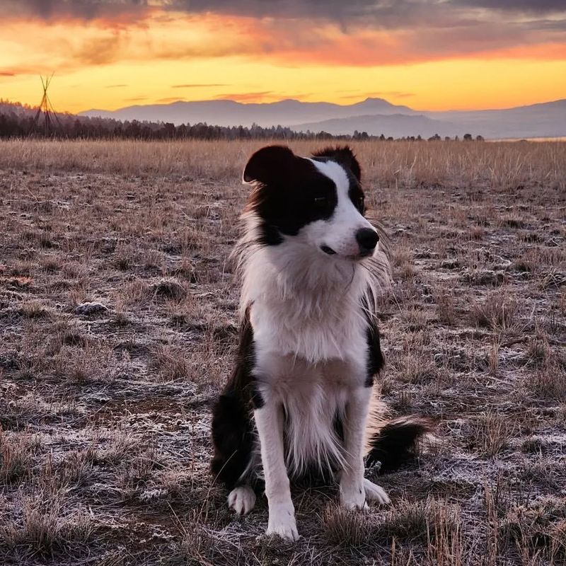 Border Collie