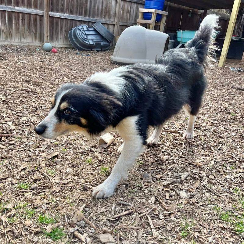 Border Collie