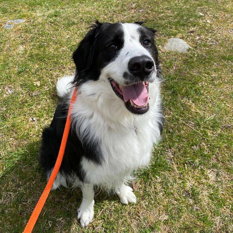 Border Collie