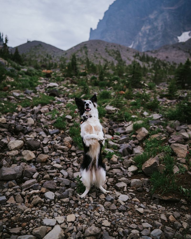 Border Collie