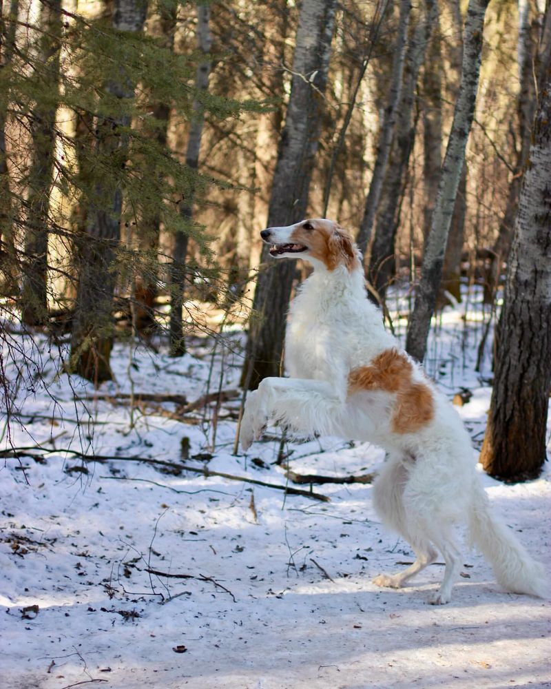 Borzoi