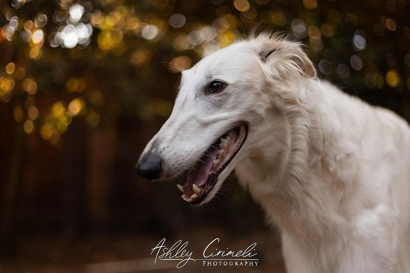 Borzoi