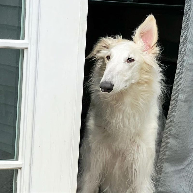 Borzoi