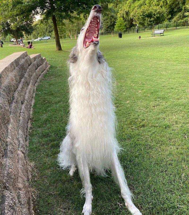 Borzoi