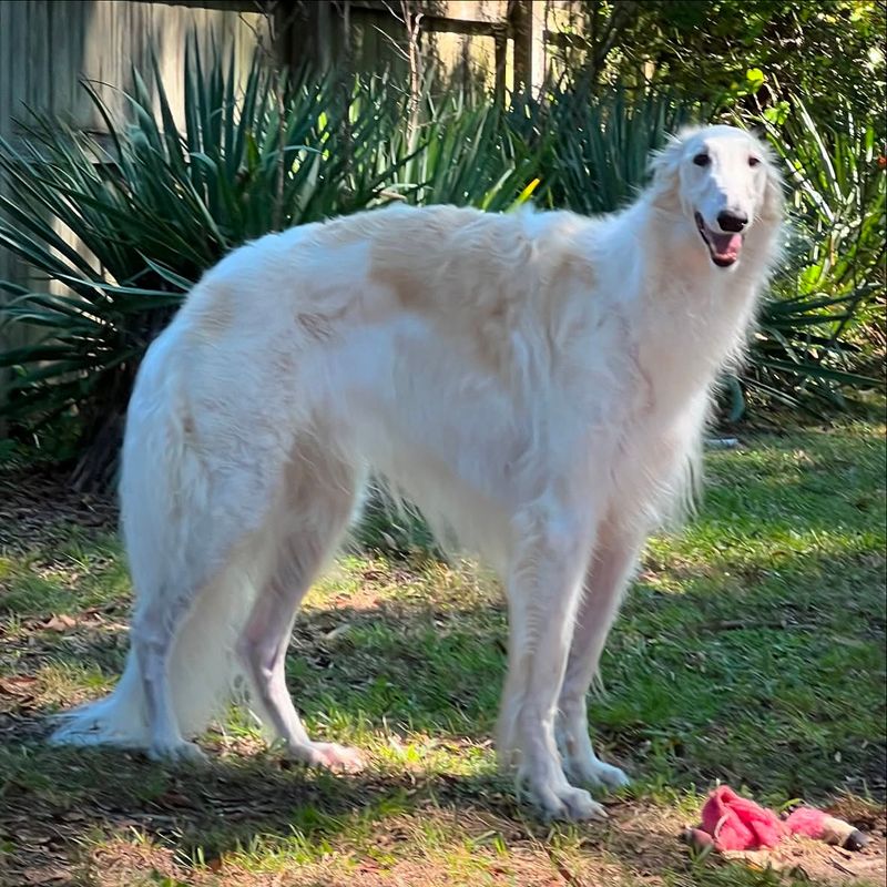 Borzoi