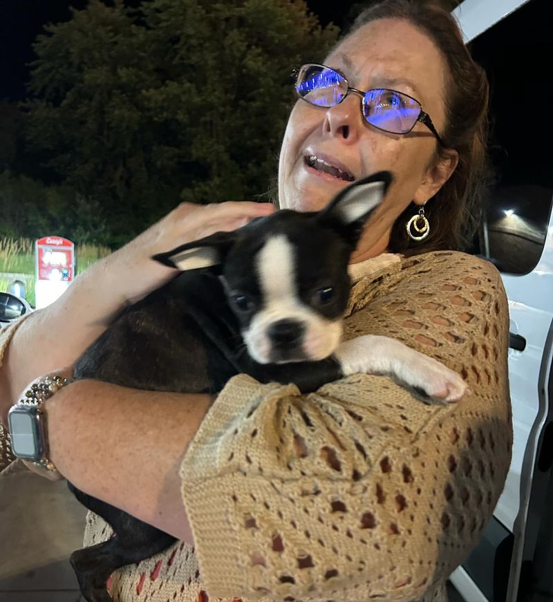 Boston Terrier