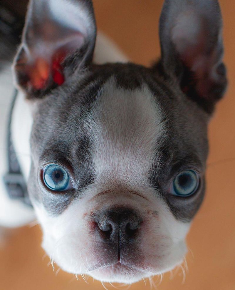 Boston Terrier