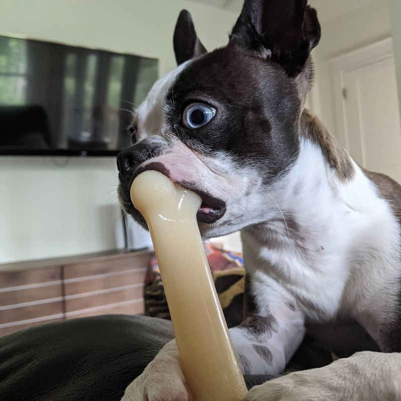 Boston Terrier