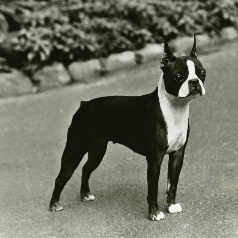 Boston Terrier