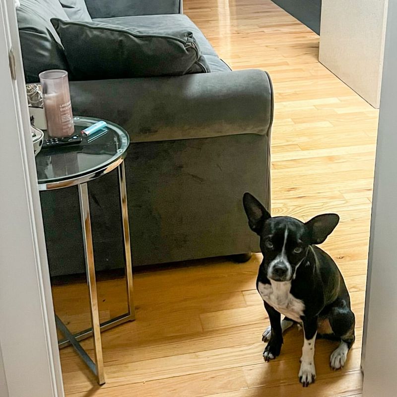 Boston Terrier