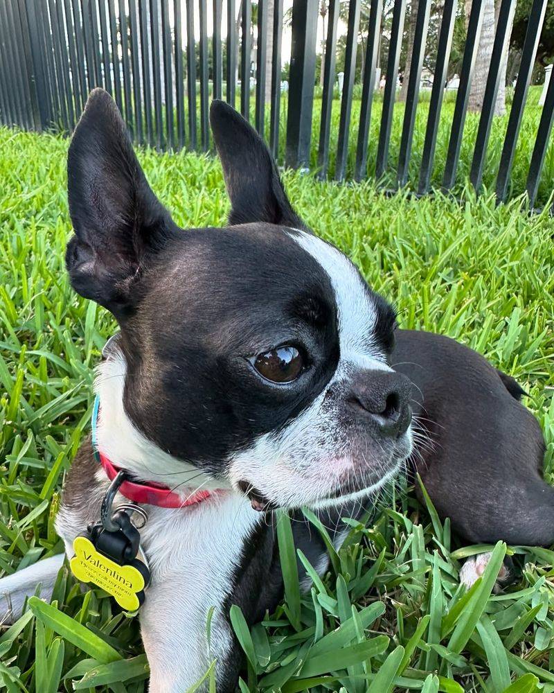 Boston Terrier