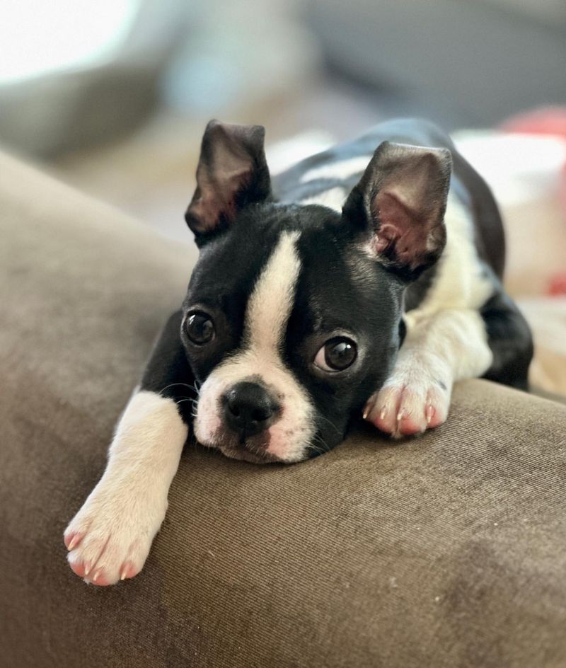 Boston Terrier