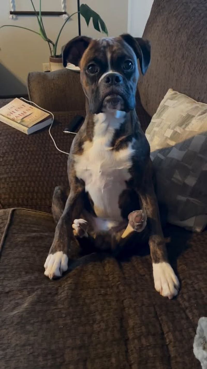 Boxer