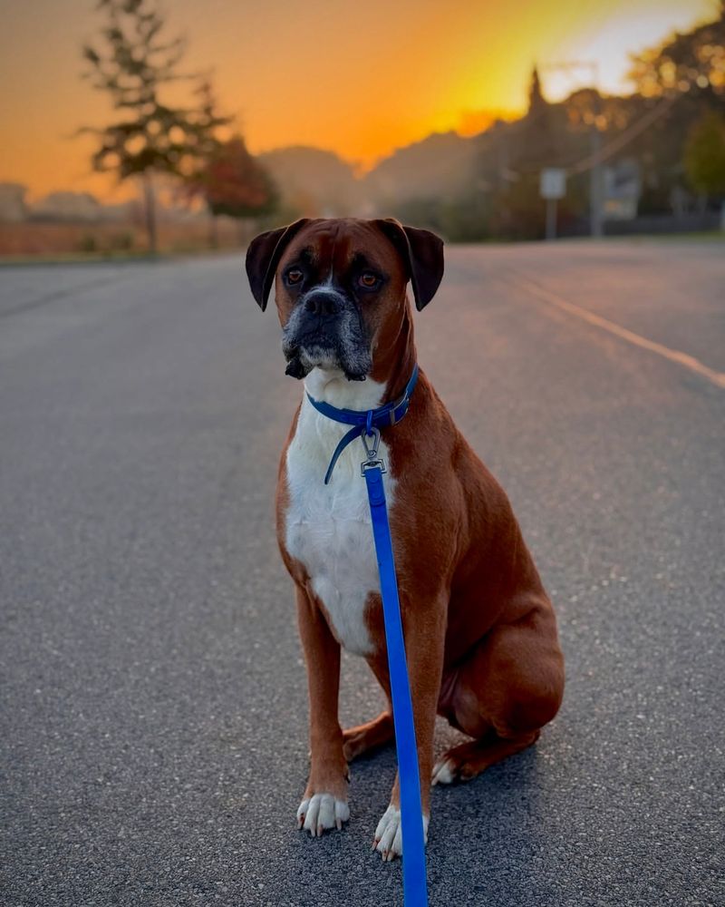 Boxer