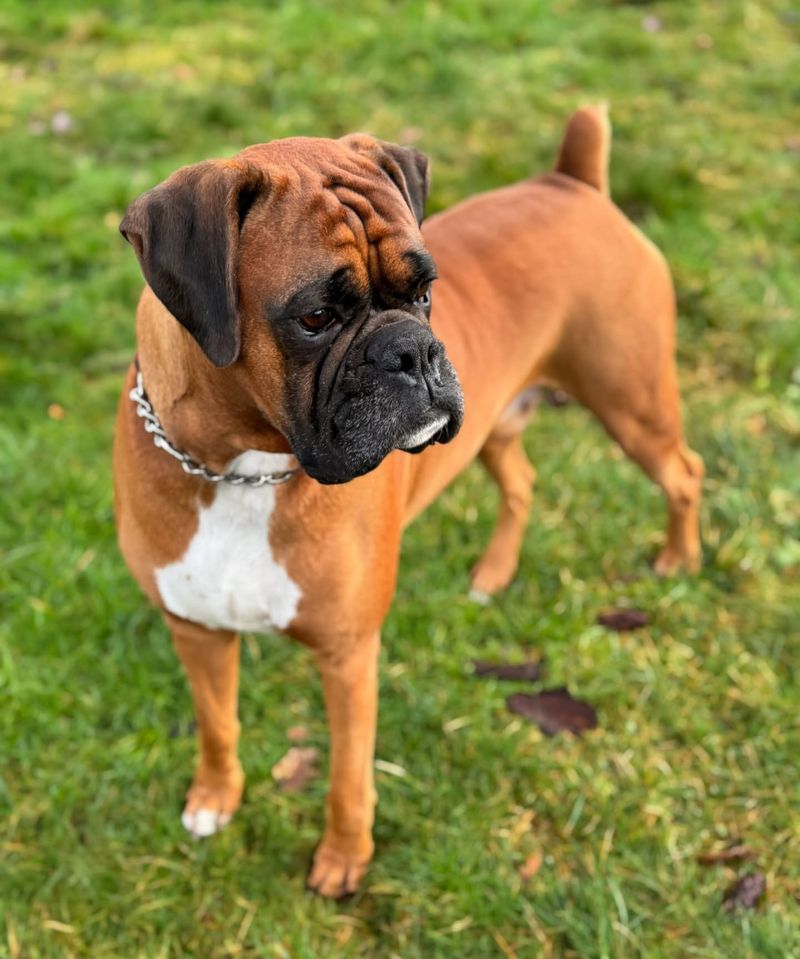 Boxer