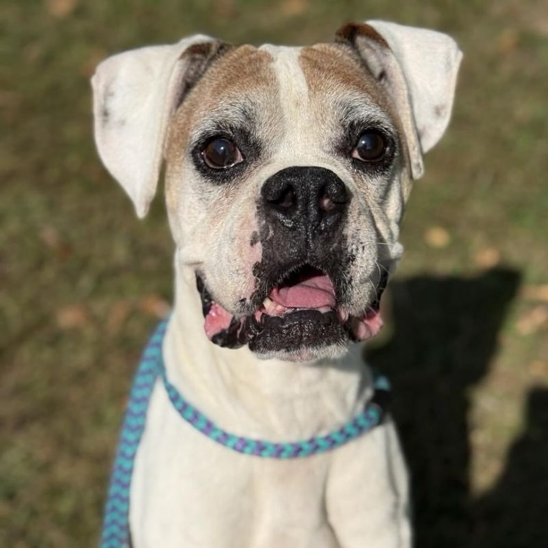 Boxer