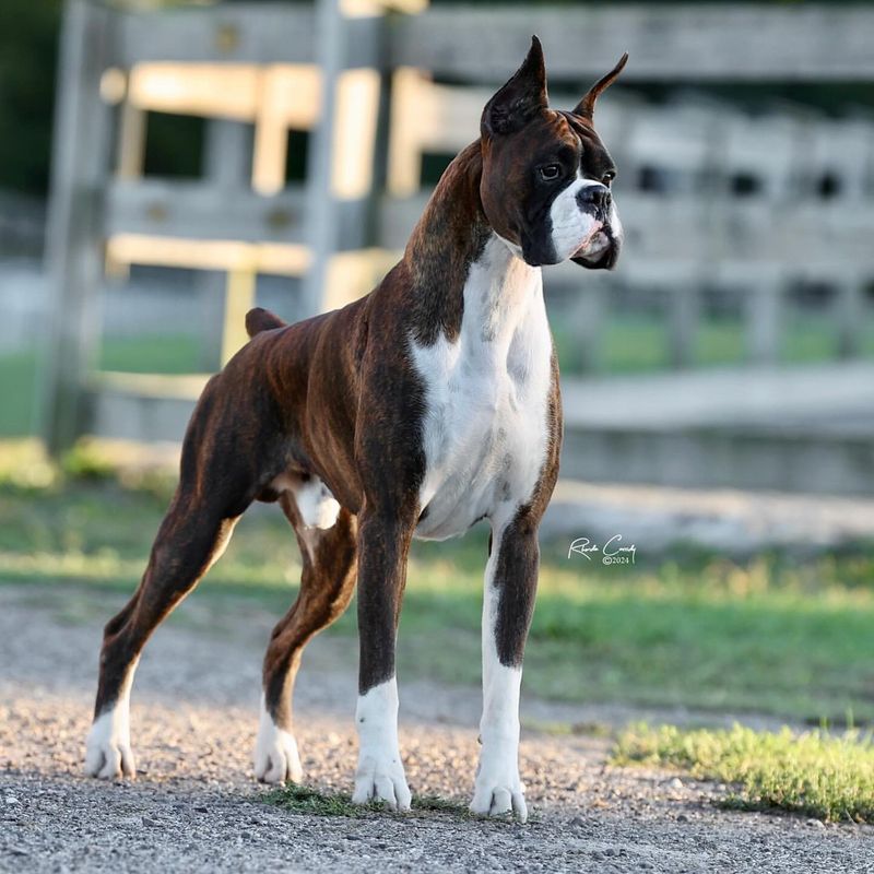 Boxer