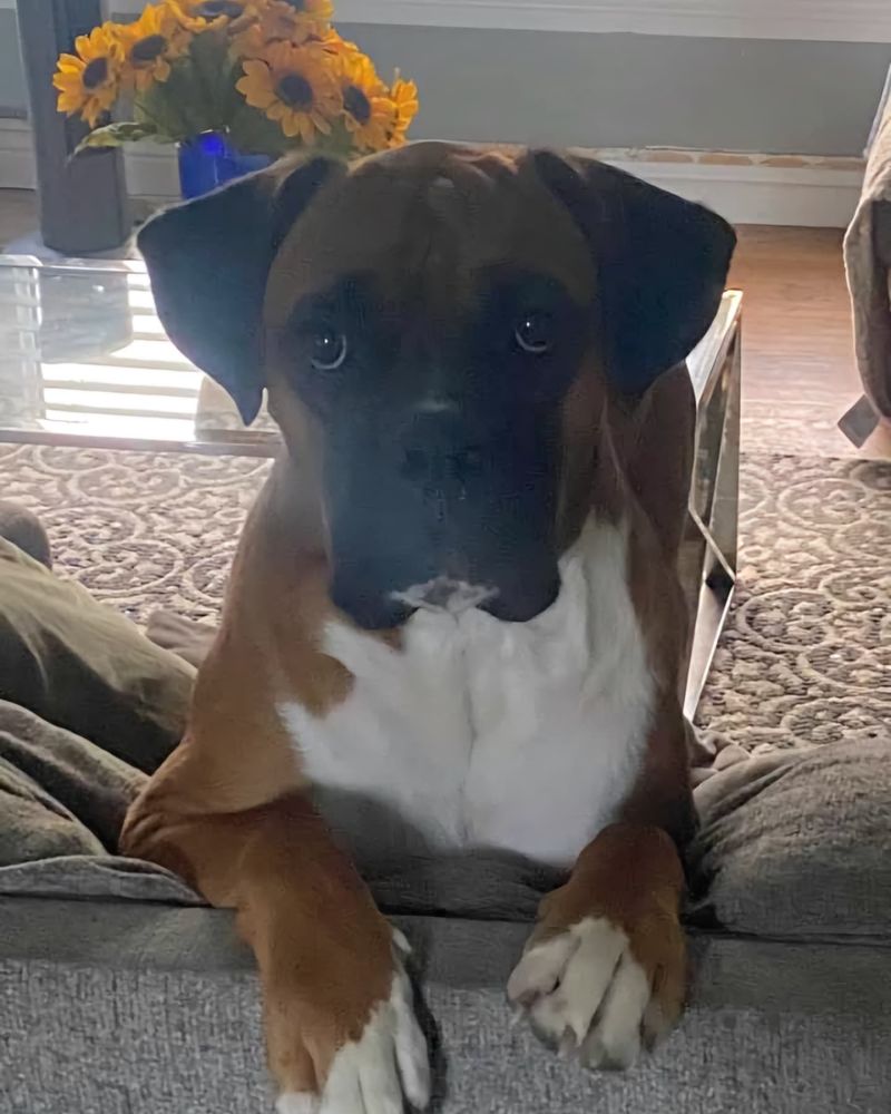 Boxer