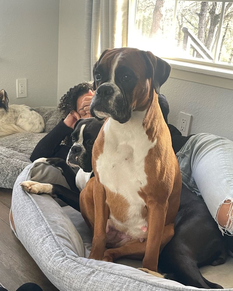 Boxer