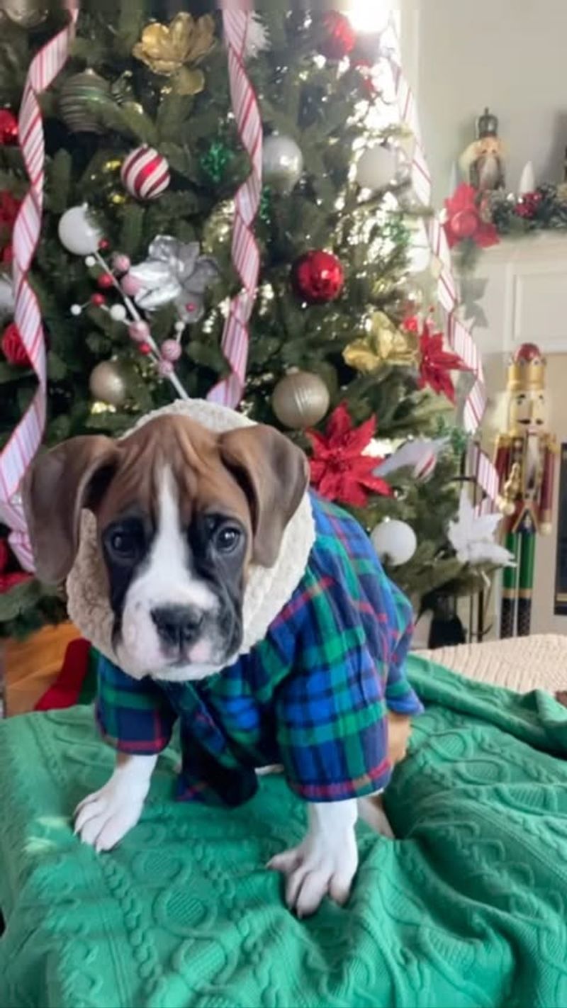 Boxer