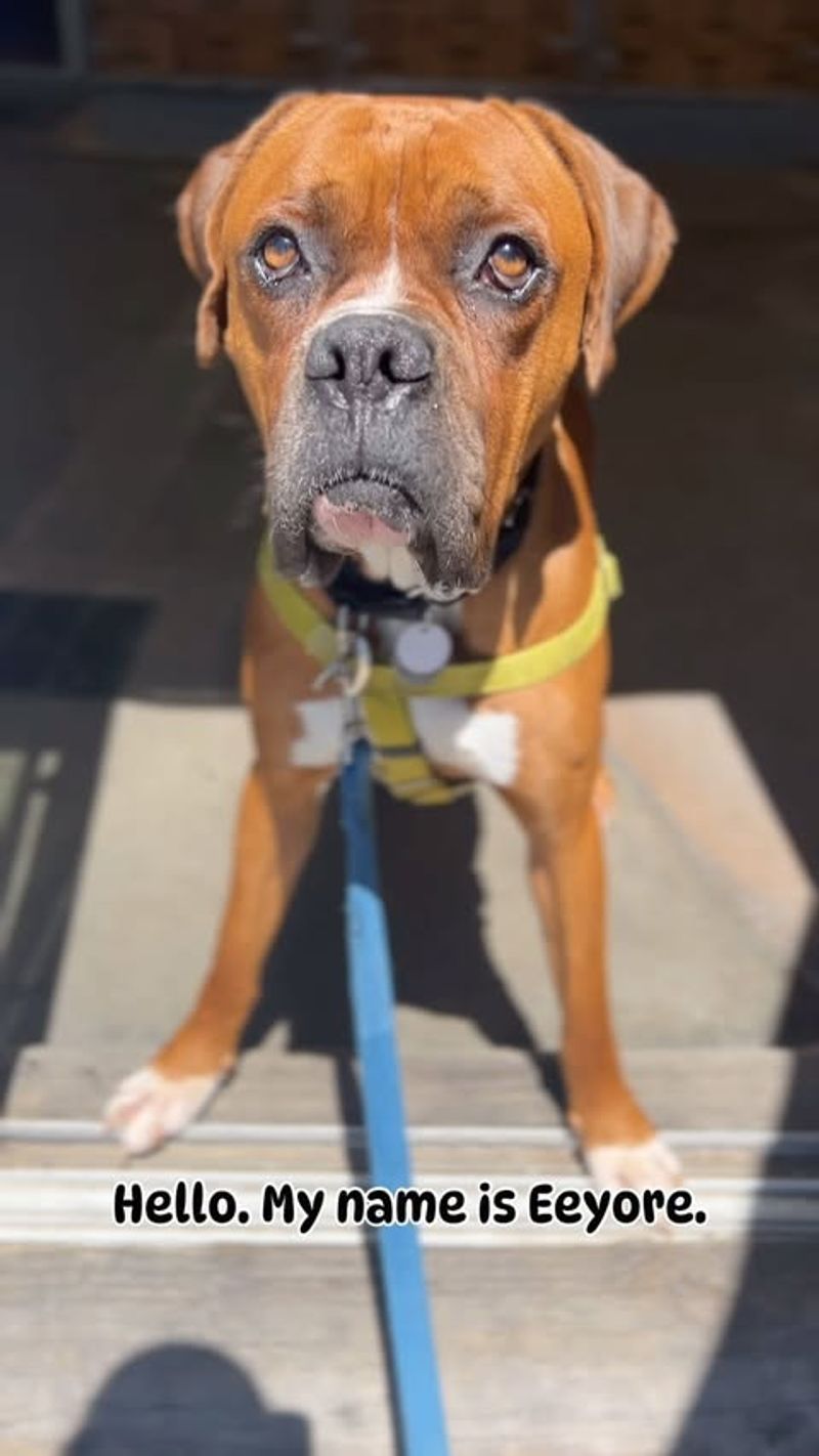 Boxer