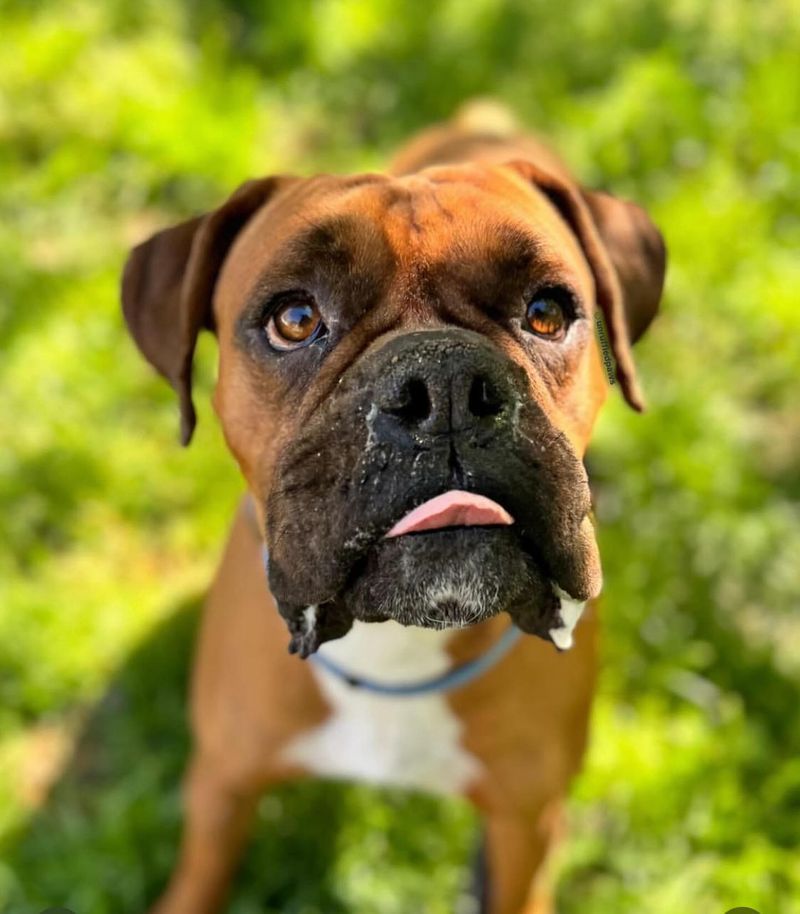 Boxer