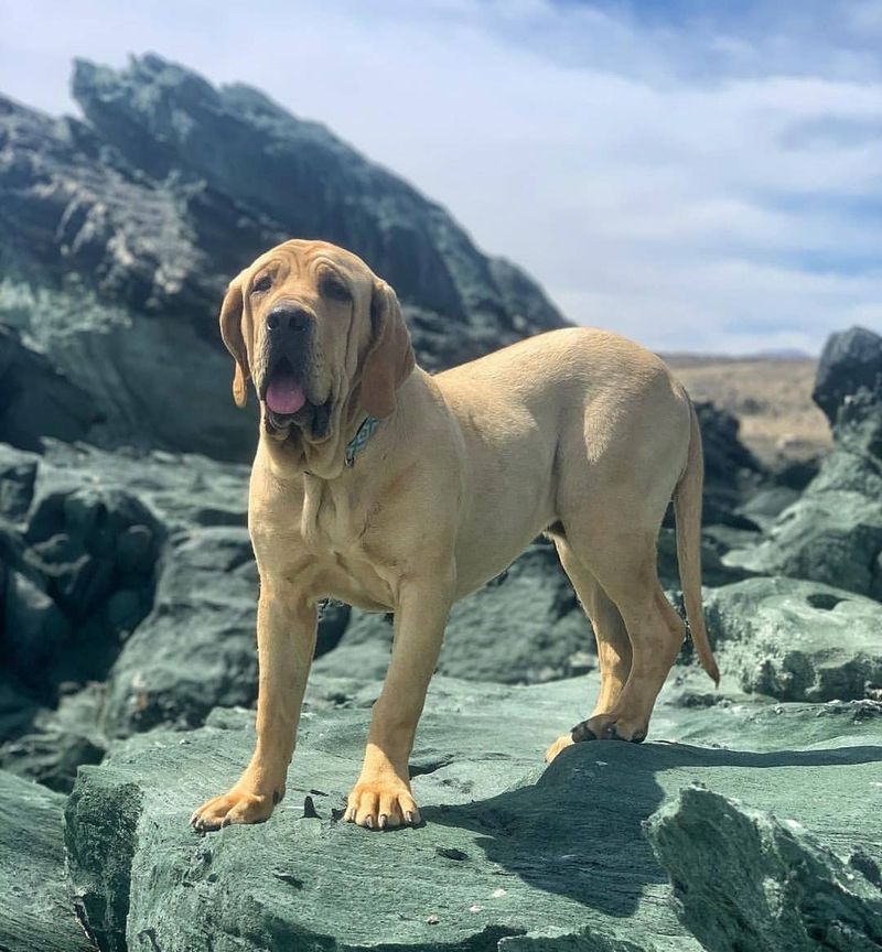 Brazilian Mastiff (Fila Brasileiro)
