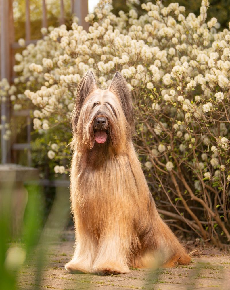 Briard