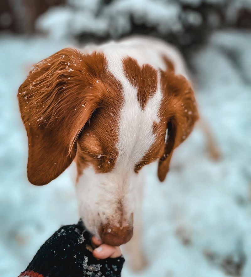 Brittany Spaniel