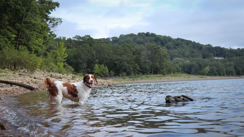 Brittany Spaniel