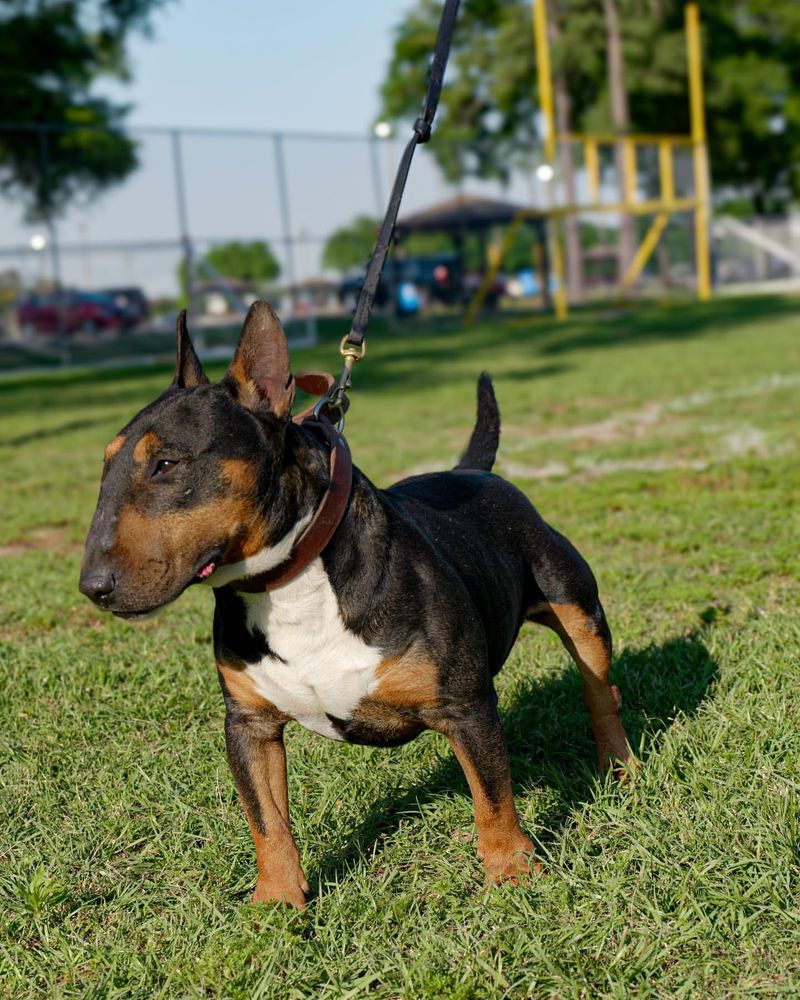 Bull Terrier