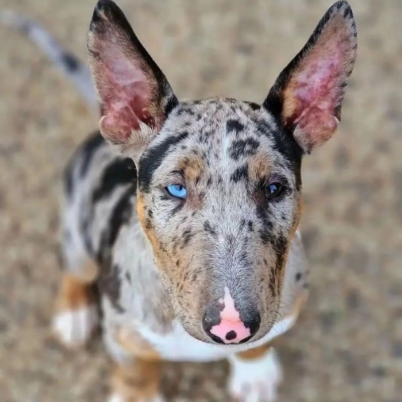 Bull Terrier