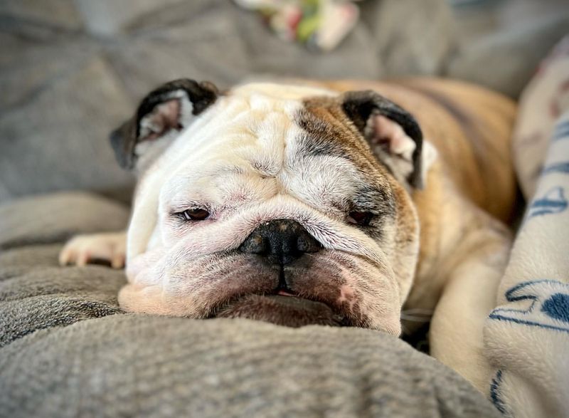 Bulldog