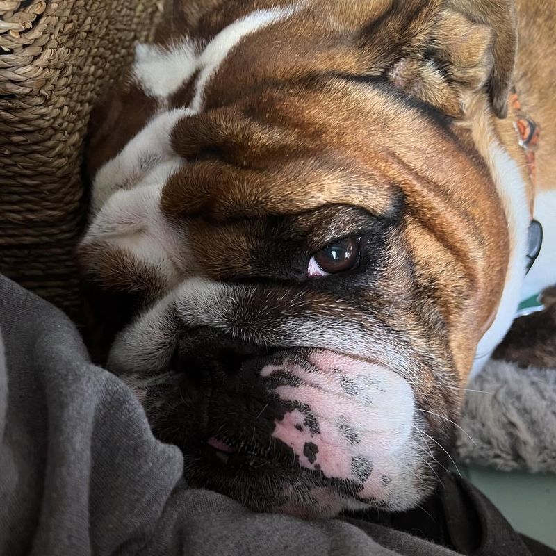 Bulldog