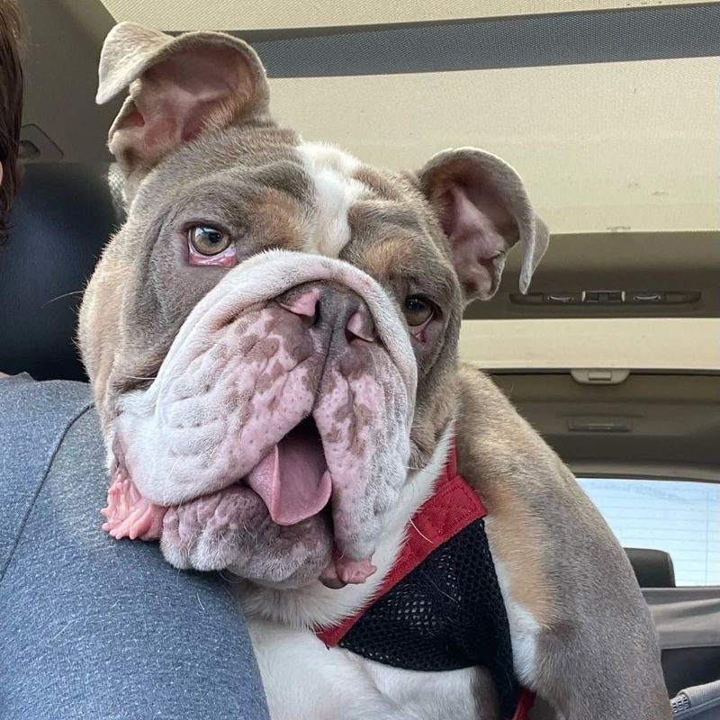 Bulldog