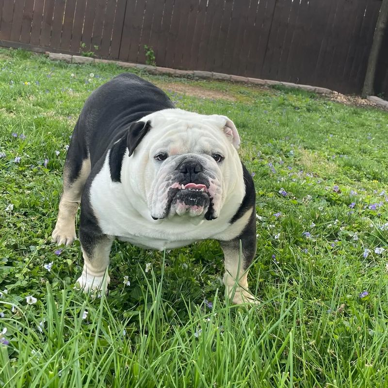 Bulldog