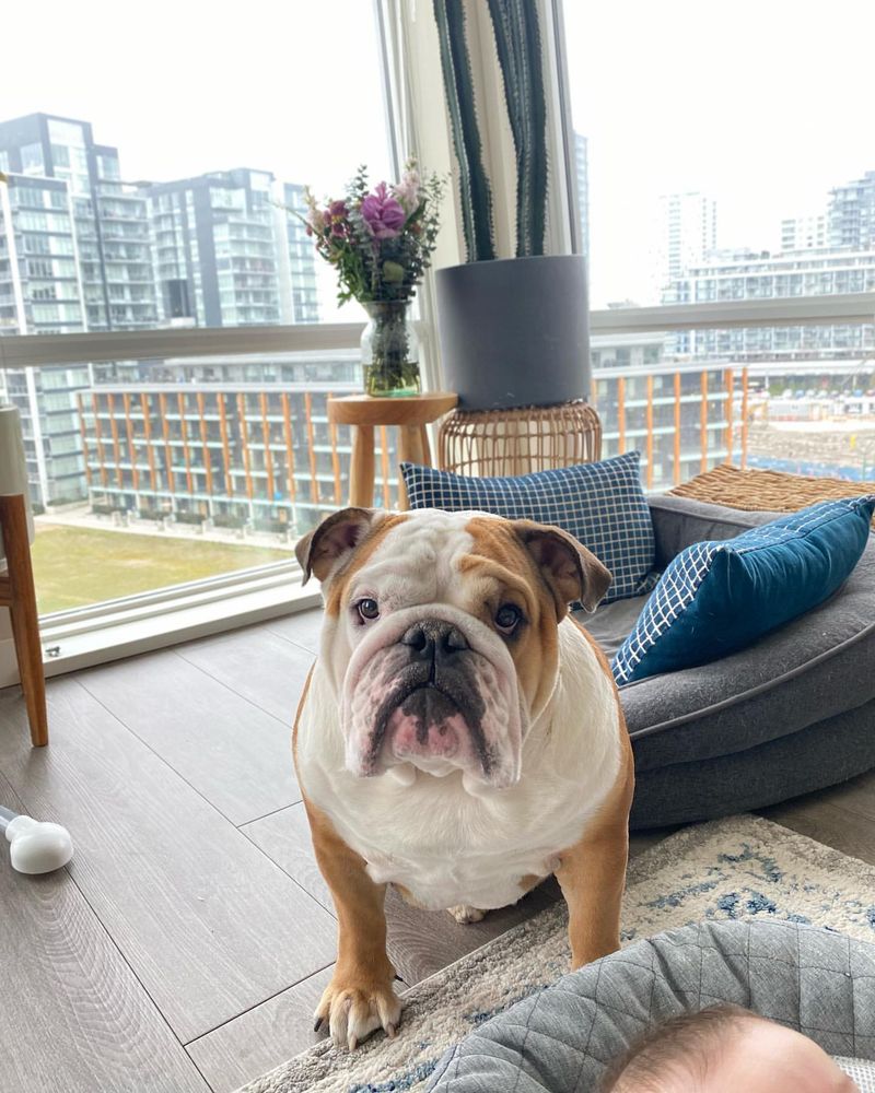 Bulldog