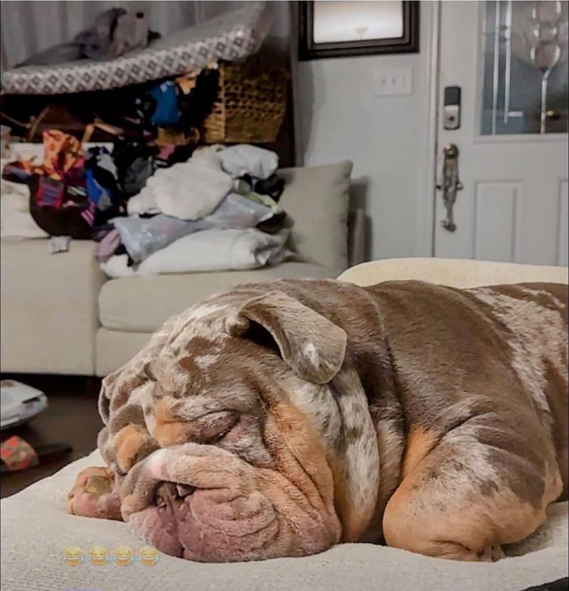 Bulldog