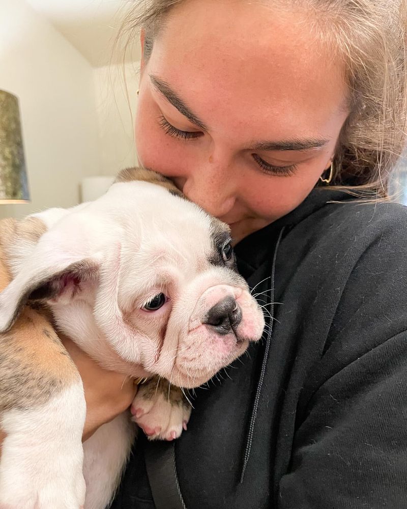 Bulldog