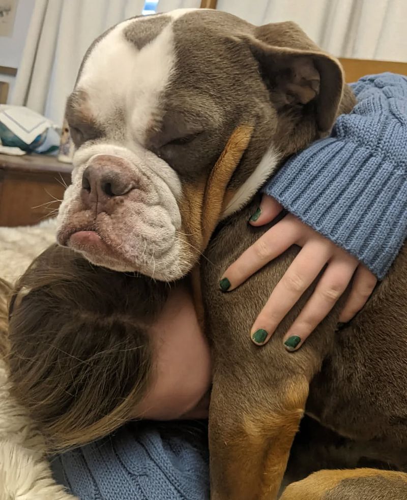 Bulldog