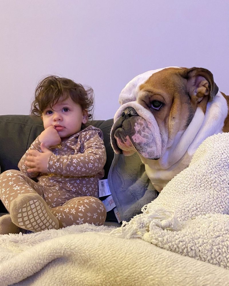 Bulldog