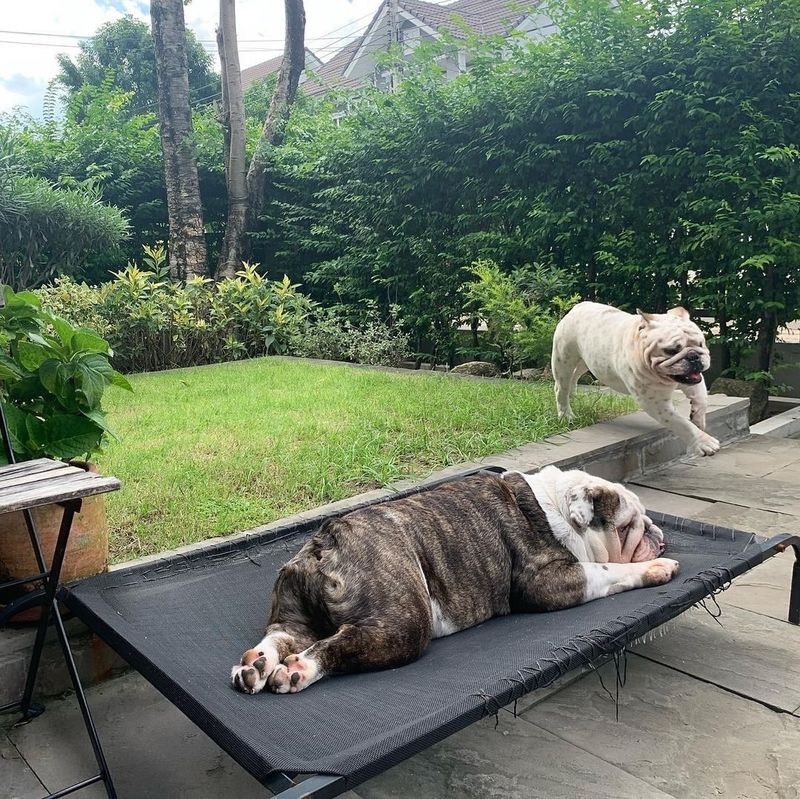 Bulldog