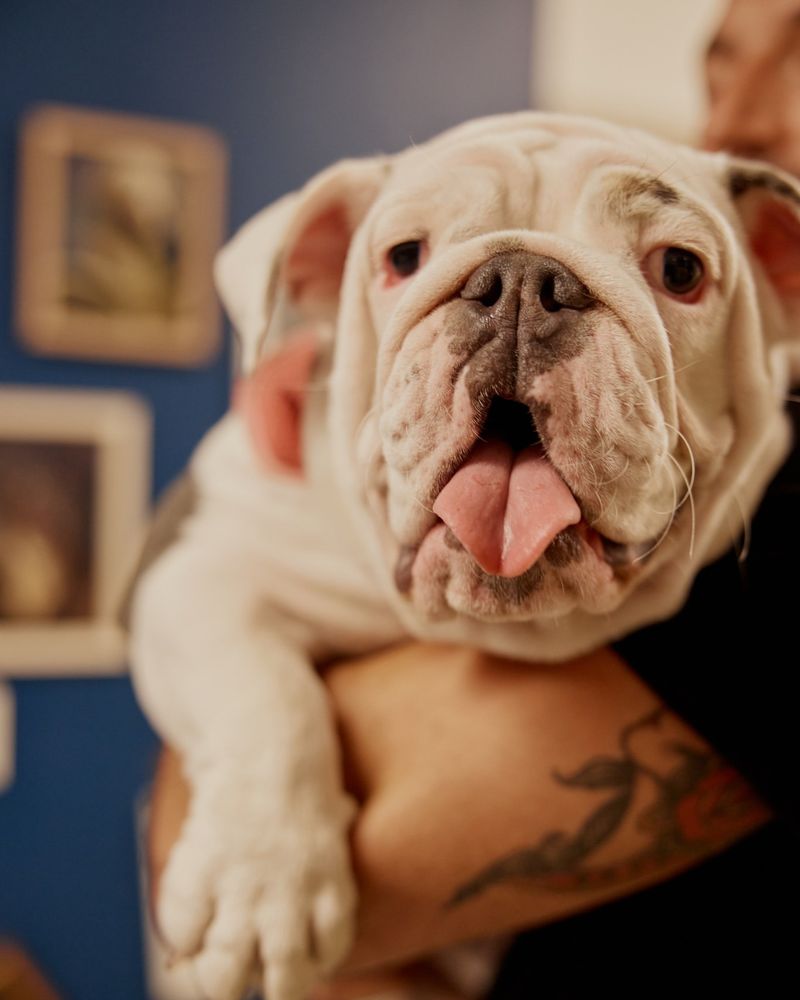 Bulldog