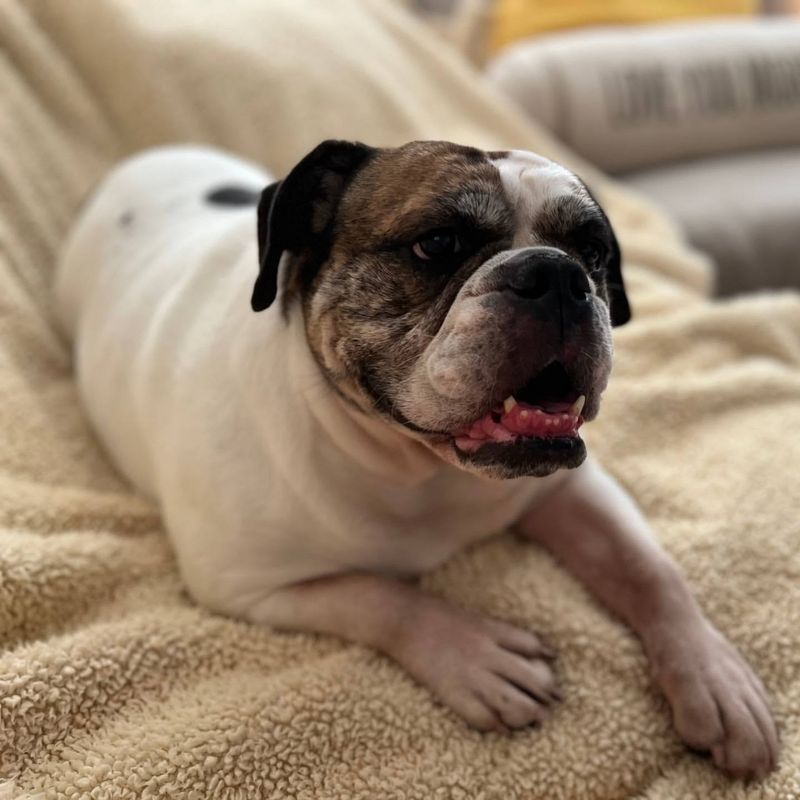 Bulldog