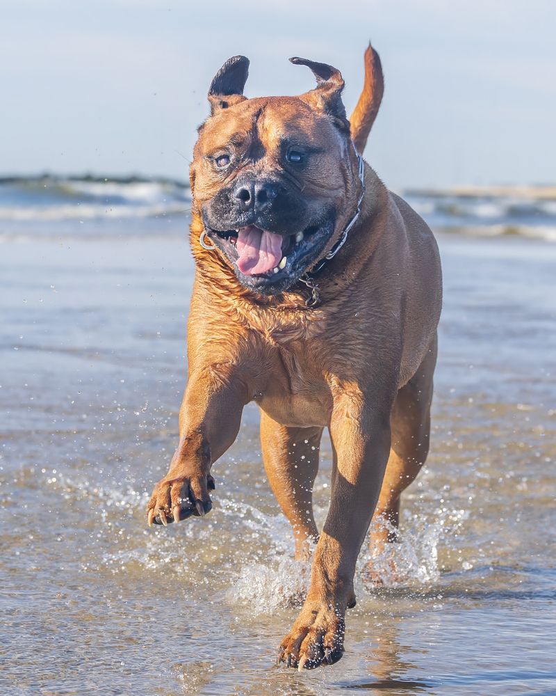 Bullmastiff