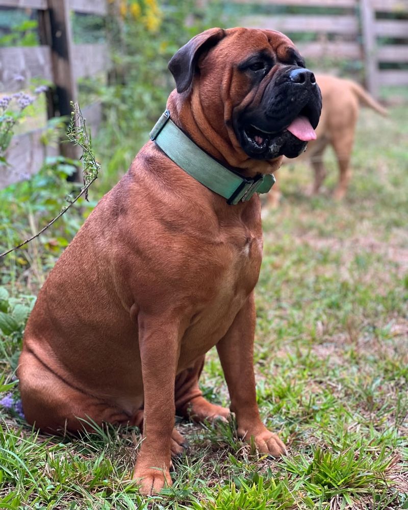 Bullmastiff