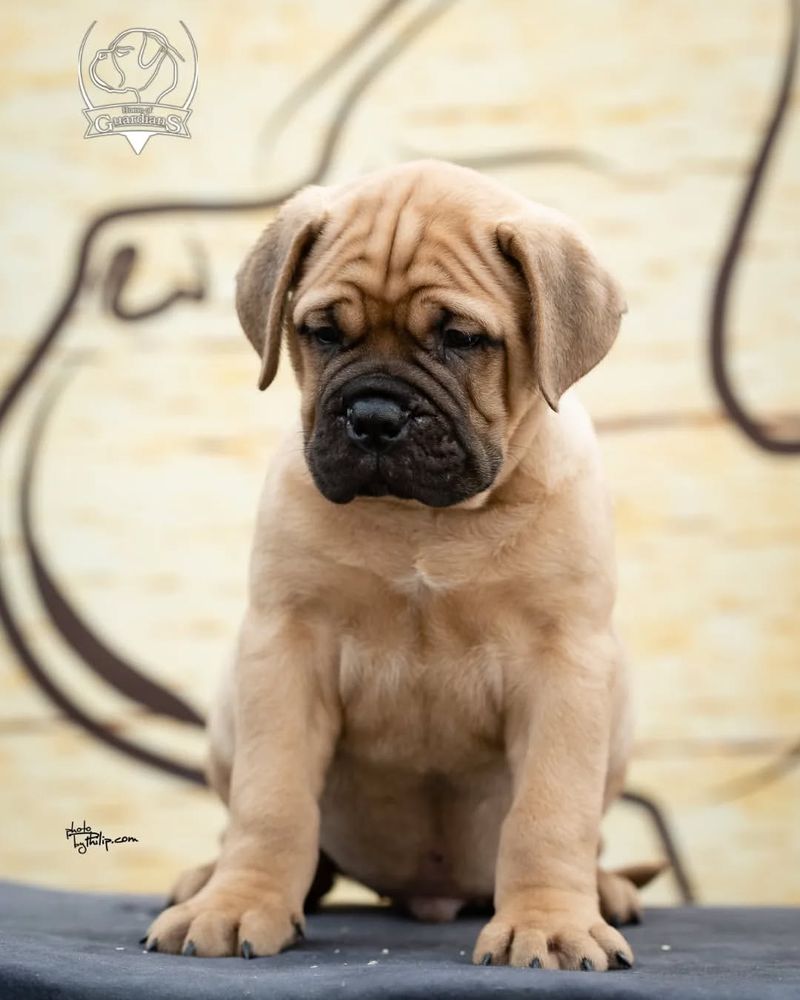 Bullmastiff