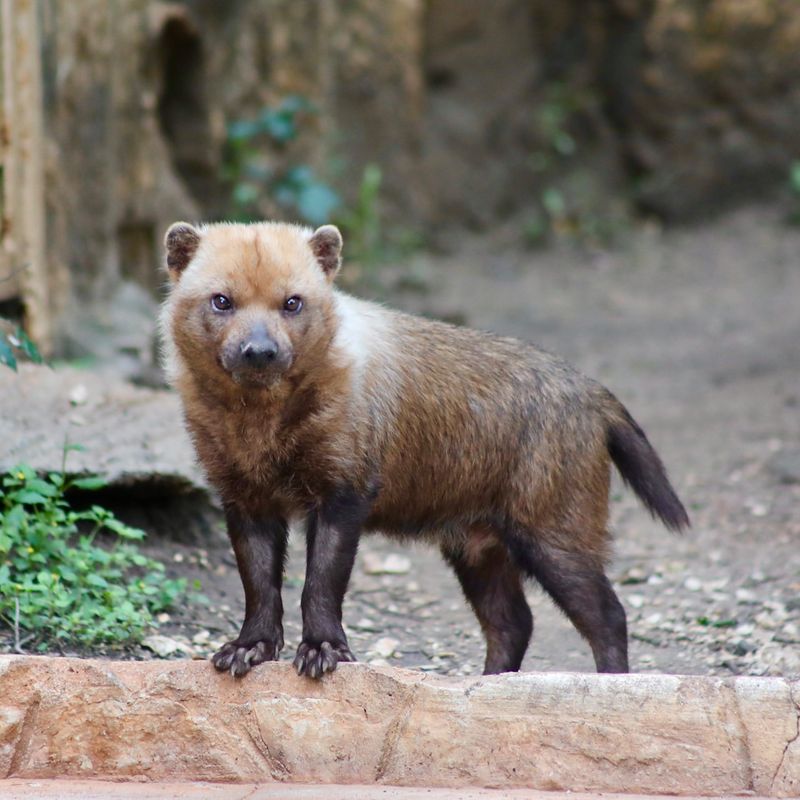 Bush Dog