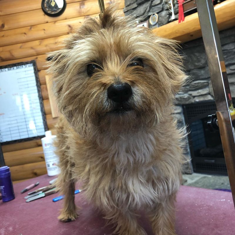 Cairn Terrier